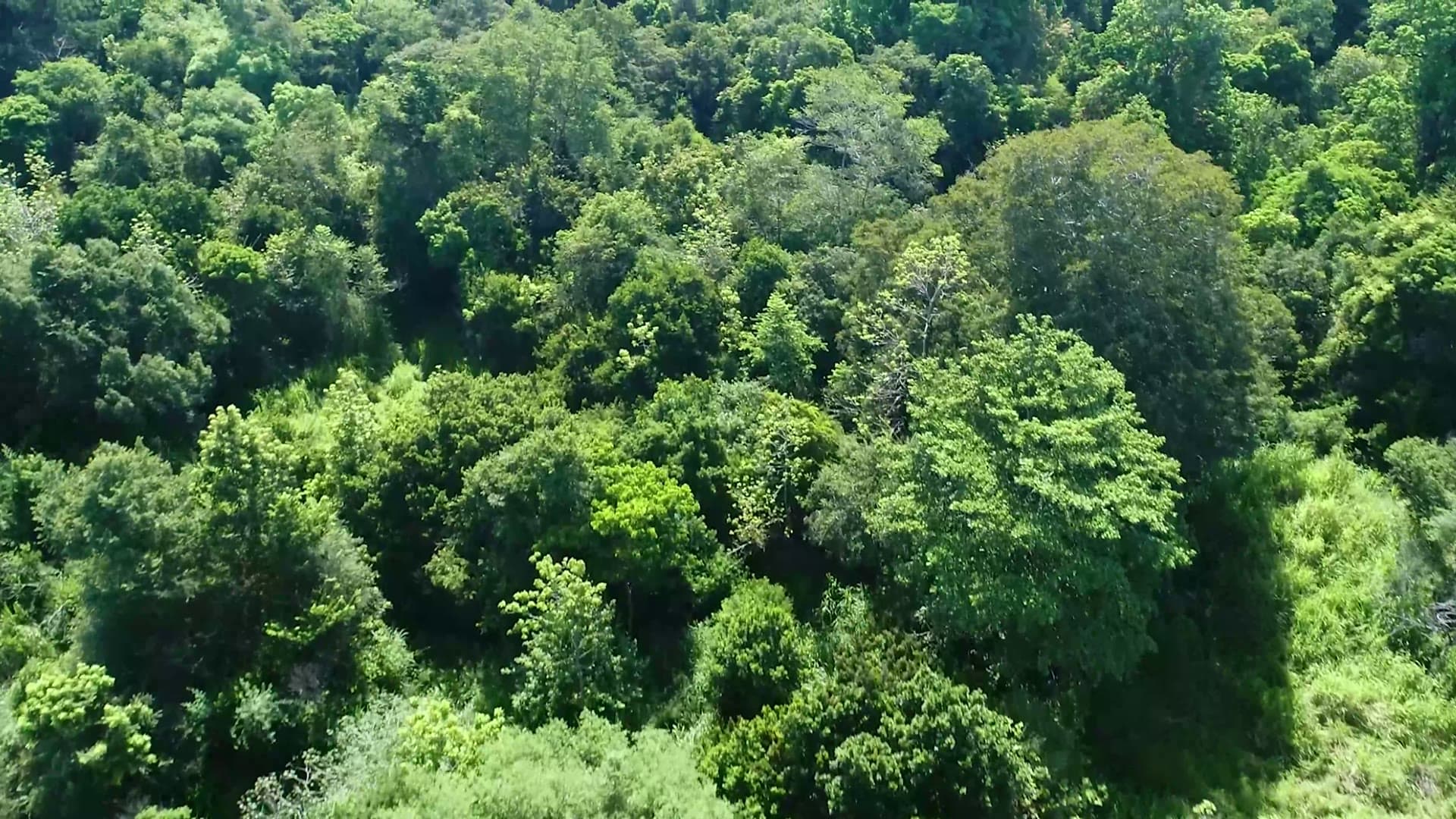 Aerial view of forest canopy, from the Partnerships For Change film